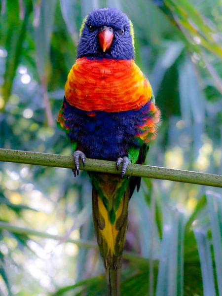 Rainbow Flori par Sander van Bueren