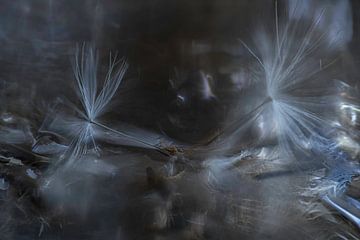 Dandelion Fluff Dark Colours by Nanda Bussers