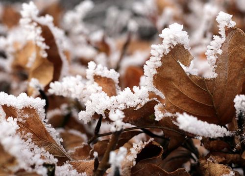 De beukenhaag in de winter