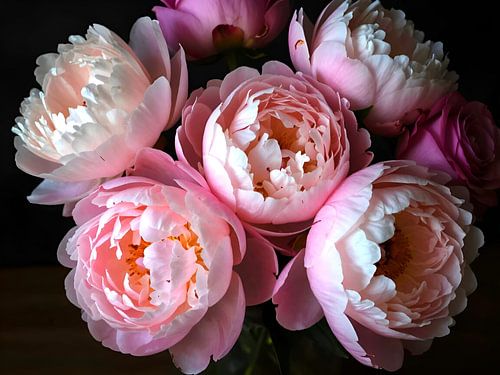 Peonies