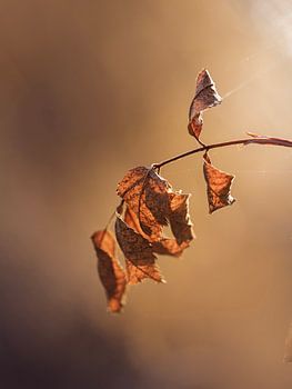 Branche avec des feuilles desséchées dans des tons brun-orange chaud