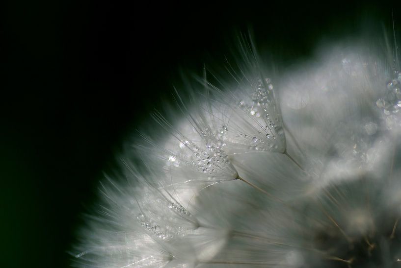 Fluff d'un pissenlit avec des gouttes de rosée par Birgitte Bergman