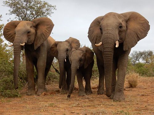 2 moeder olifanten met hun baby's