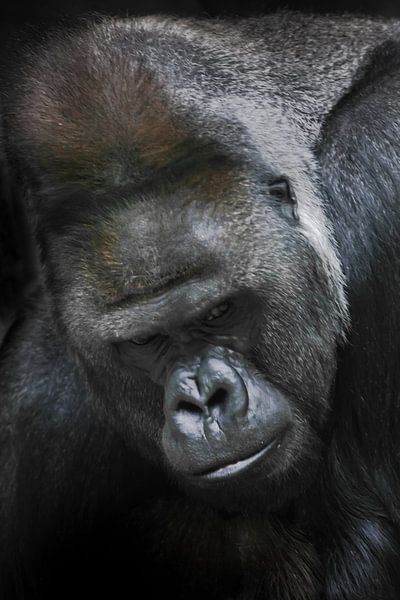 Portrait d'un gorille blanc mâle puissant, un gros plan crasseux et réfléchi par Michael Semenov