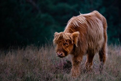 Highlander écossais