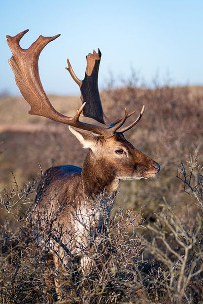 Fallow deer by Andy van der Steen - Fotografie