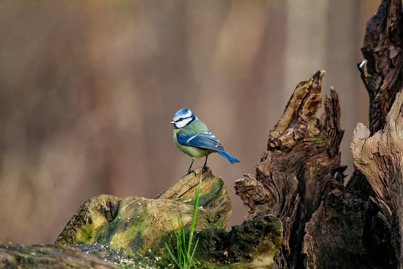 Mésange bleue par Henk bohmers