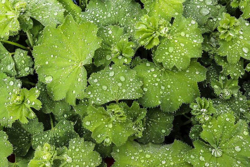 Green plants and leaves with fresh raindrops on them by MPfoto71