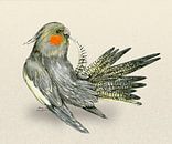 Preening cockatiel by Bianca Wisseloo thumbnail