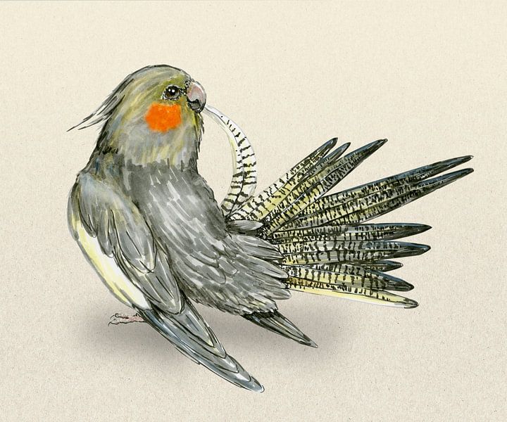 Preening cockatiel by Bianca Wisseloo
