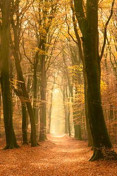 Weg durch einen nebelhaften Wald während eines schönen nebeligen Herbsttages