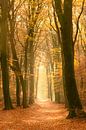 Pad door een Beuken bos tijdens een mooie mistige herfstdag. van Sjoerd van der Wal Fotografie thumbnail