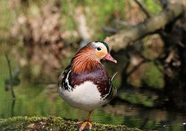 Mandarin duck