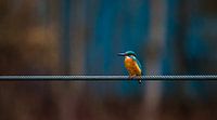 Kingfisher by Dirk Stöckle thumbnail