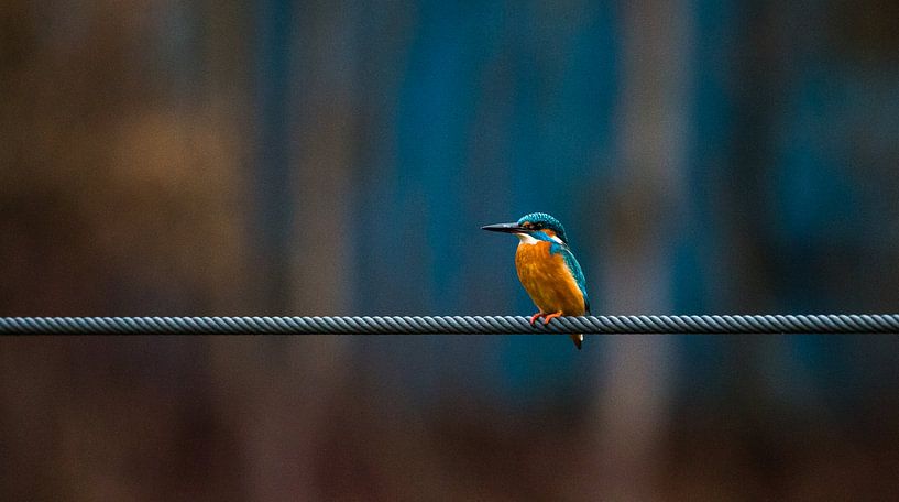 Kingfisher by Dirk Stöckle