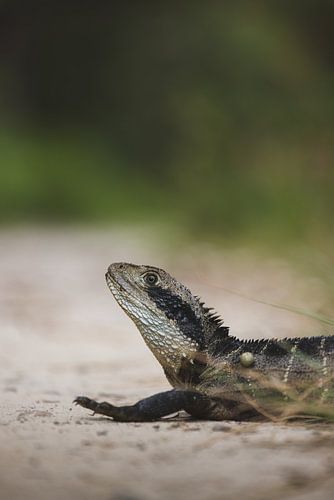 Lézards / Lézards dans les contrées sauvages d'Australie