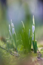Ein stiller Tropfen Frühling von Laura Krol