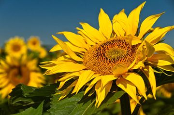 Close-up Sunflowers by Ellen Driesse