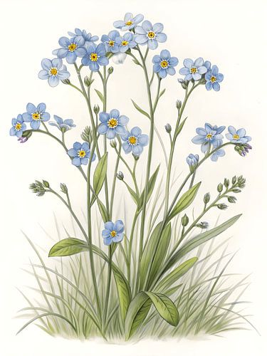 Forget Me Not Botanical Illustration
