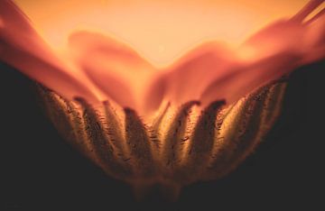 Vurige bloem van Shanna van Mens Fotografie