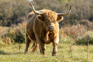 Ein Schtose Highlander in den Dünen