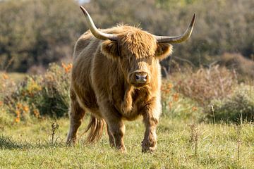 Een Schtose Hooglander in het duin van Menno Schaefer