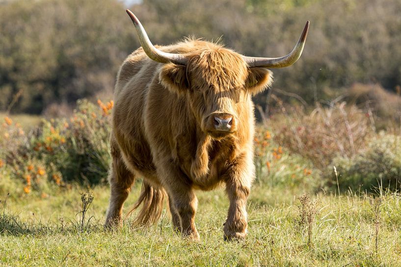 Ein Schtose Highlander in den Dünen von Menno Schaefer