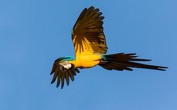 Blue-and-yellow Macaw in flight by Lennart Verheuvel