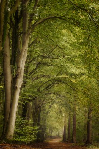 De Ochtend Bossen In