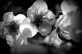 Transparence by Martine Affre Eisenlohr