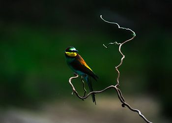 Portrait of the bee-eater