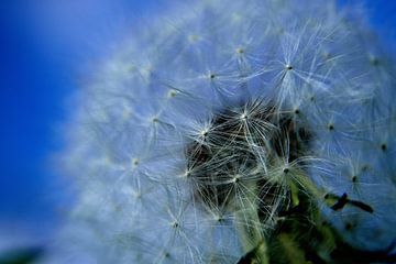 Pluis sur Arno-Jan Boere