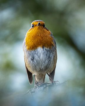 Robin - Bird - on branch by Gianni Argese