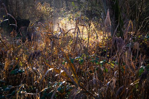 Brume et soleil dans le Broekpolder