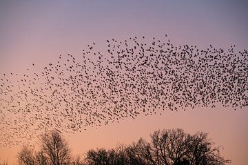 Spreeuwen in de lucht tijdens zonsondergang van Sjoerd van der Wal Fotografie