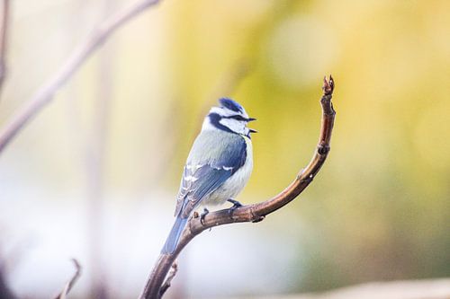 Blue tit during autumn