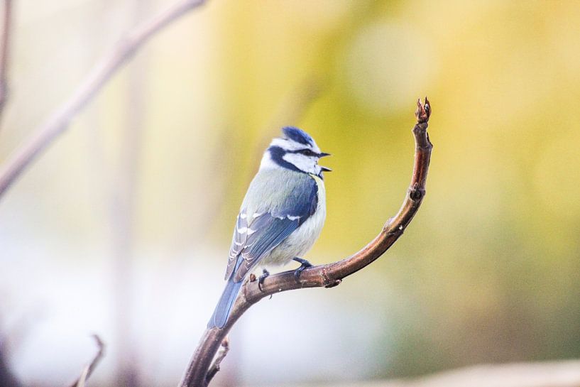 Mésange bleue en automne par Simon Knot