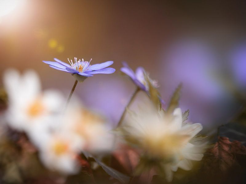 Liverwort on wood anemone by Sabine Böke-Bergau