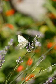 Butterflies by Christel Smits