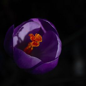 Krokus in perfektem Sonnenlicht von Anke Winters