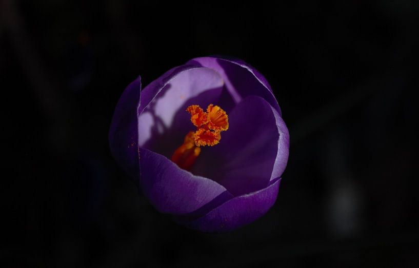 Crocus in the perfect sunlight by Anke Winters