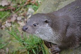 Europese otter (Lutra lutra)