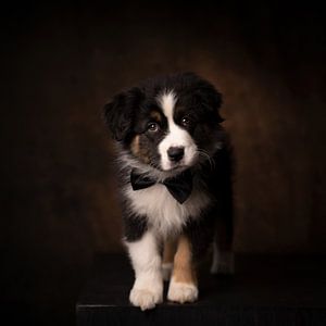 Australian Shepherd Welpe