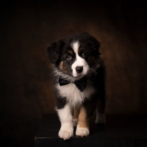 Australian Shepherd puppy