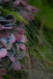 Hortensie in Spinnweben eingewickelt von Mirjam van der Sluijs