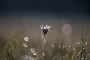 Gänseblümchen zwischen den Tropfen