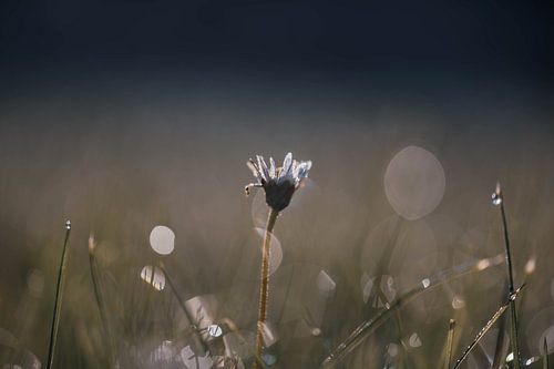 madeliefje tussen de druppels