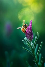 Biene auf Blüte von Poster Art Shop