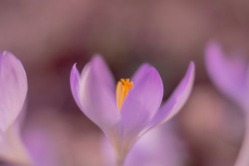 Krokus – De Belofte van de Lente