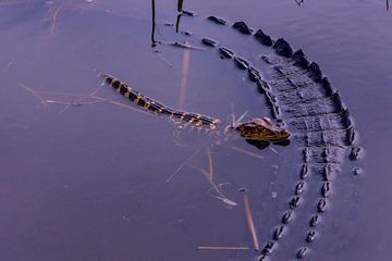 Alligator en baby van Martin van der Sanden